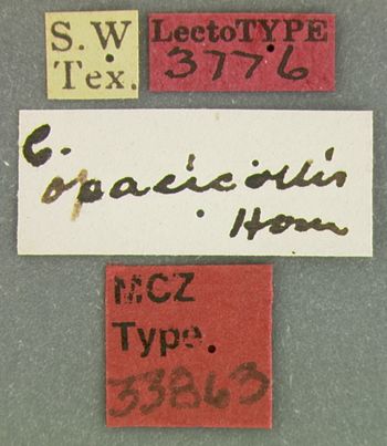 Media type: image;   Entomology 33863 Aspect: labels